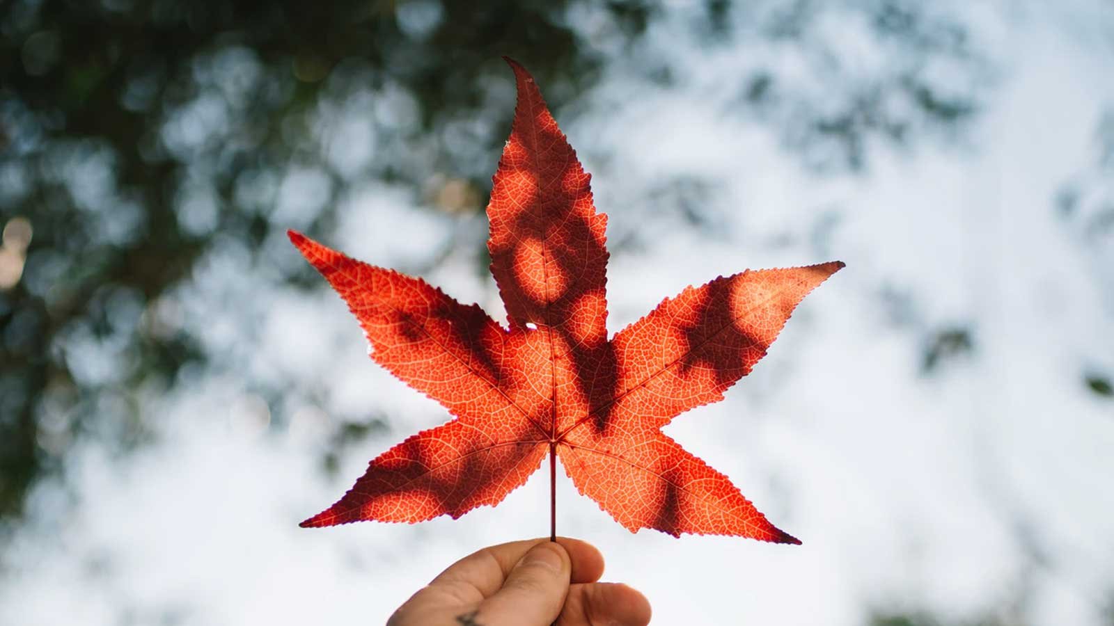 Zaproszenia ślubne mogą być spójne z otaczającą nas przyrodą.